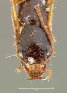 Image of Homaeotarsus obliquus (Le Conte & J. L. 1878)