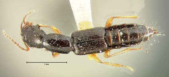 Image of Homaeotarsus obliquus (Le Conte & J. L. 1878)