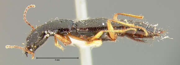 Image of Homaeotarsus obliquus (Le Conte & J. L. 1878)