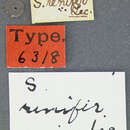 Image of Stenus (Stenus) renifer Le Conte & J. L. 1863