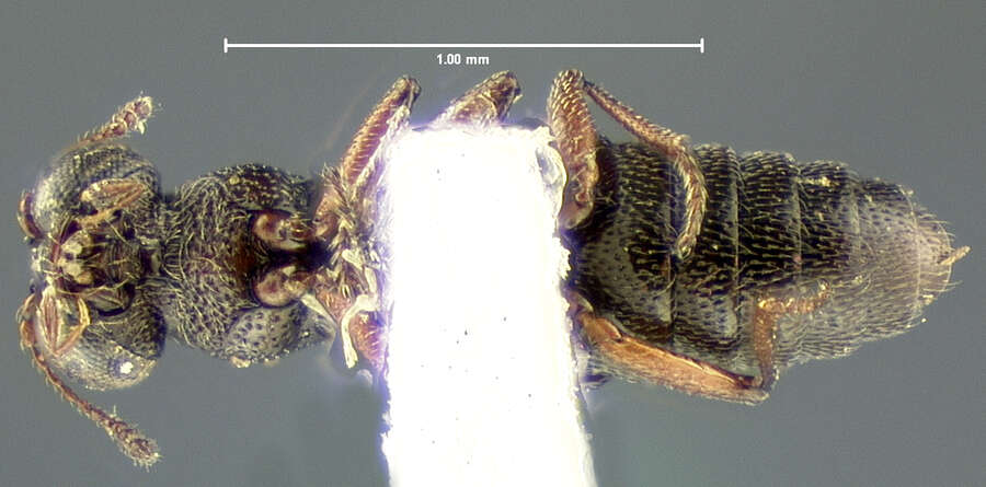 Stenus (Stenus) pumilio Erichson 1839 resmi