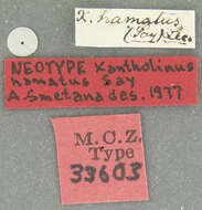 Image of Neohypnus hamatus (Say 1830)