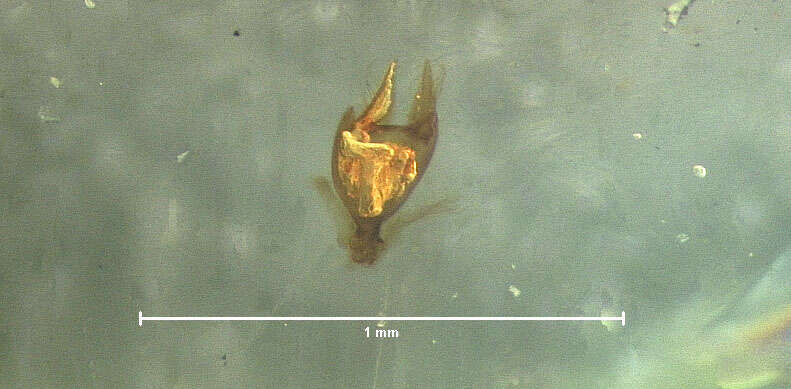 Image of Colon (Myloechus) hubbardi Horn 1880