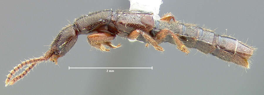 Image of Lathrobium tenue Le Conte & J. L. 1863