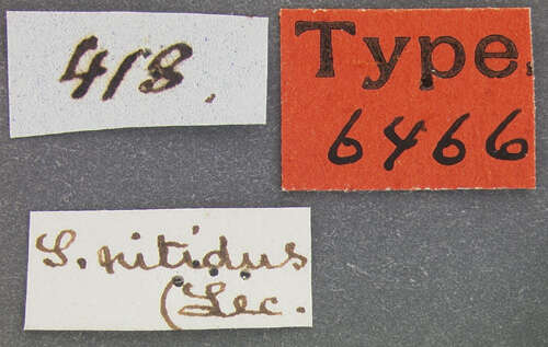Image of Scopaeus nitidus (Le Conte & J. L. 1863)