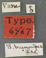 Image of Scopaeus brunnipes Le Conte & J. L. 1880