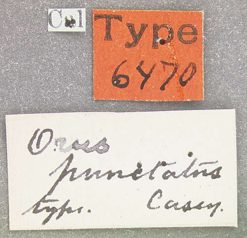 Слика од Orus punctatus Casey 1885