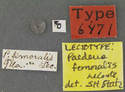 Image of Paederus femoralis Le Conte & J. L. 1858
