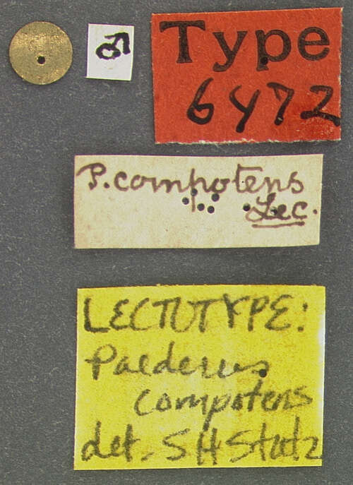 Image of Paederus compotens Le Conte & J. L. 1863