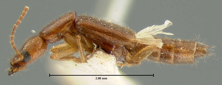 Ochthephilum lepidum (Le Conte & J. L. 1878) resmi