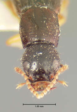Image of Homaeotarsus flavicornis (Le Conte & J. L. 1878)