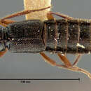 Image of Homaeotarsus californicus (Le Conte & J. L. 1878)