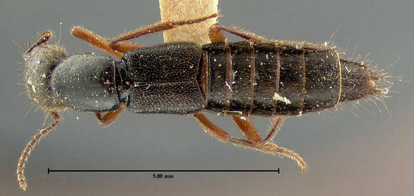 Image of Homaeotarsus californicus (Le Conte & J. L. 1878)