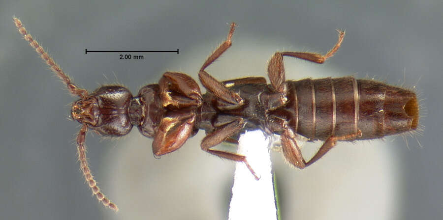 Image of Lathrobium simile Le Conte & J. L. 1863