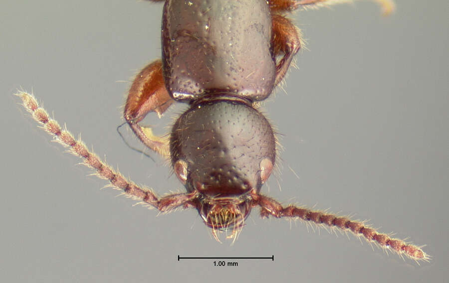 Image of Lathrobium simile Le Conte & J. L. 1863