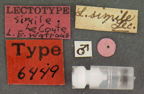 Image of Lathrobium simile Le Conte & J. L. 1863