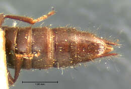 Lathrobium (Lathrobium) concolor Motschulsky 1860 resmi