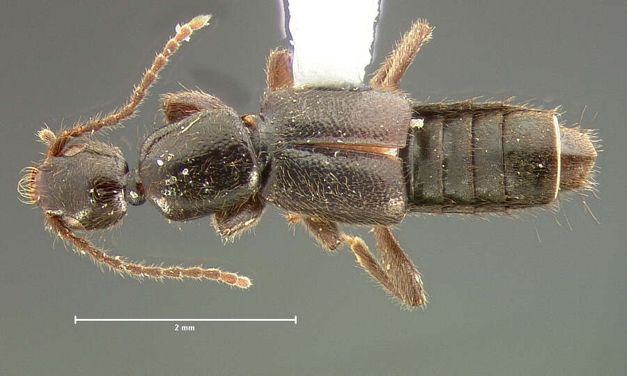 Image of Lathrobium (Lathrobium) elongatum (Linnaeus 1767)