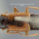 Image of Homaeotarsus sellatus (Le Conte & J. L. 1863)