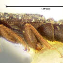 Image of Pseudopsis (Pseudopsiella) obliterata Le Conte & J. L. 1879