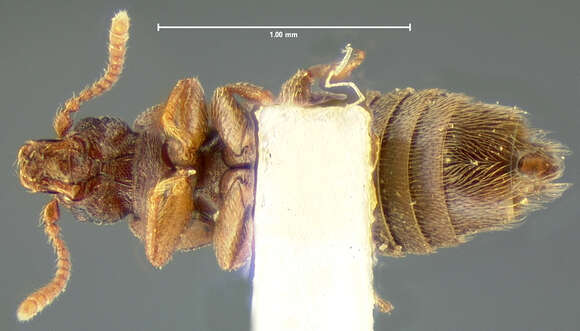 Image of Pseudopsis (Pseudopsiella) obliterata Le Conte & J. L. 1879