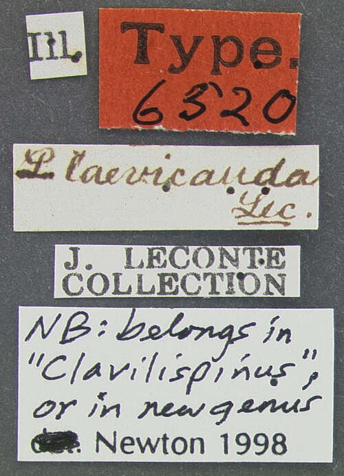 Image of Prolibia laevicauda (Le Conte & J. L. 1866)