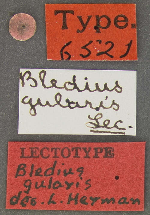 Image of Bledius pallipennis (Say 1823)