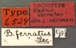 Image of Bledius ferratus Le Conte & J. L. 1877