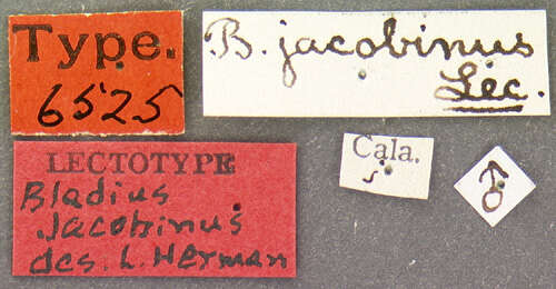 Image of Bledius jacobinus Le Conte & J. L. 1877