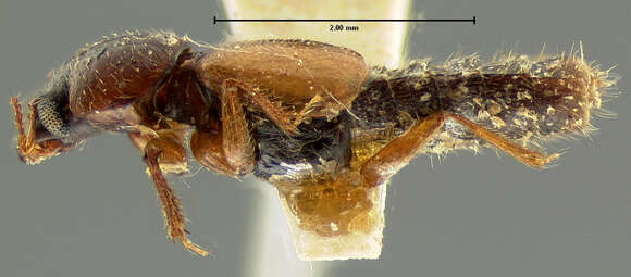 Image of Bledius flavipennis Le Conte & J. L. 1863