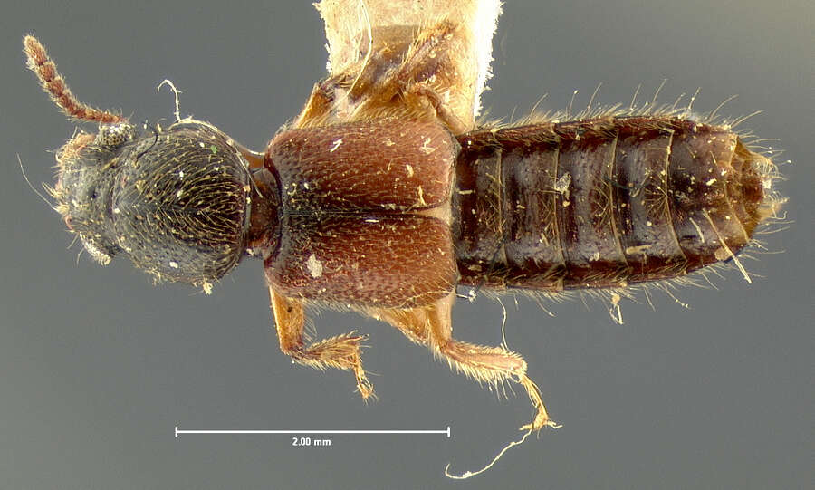 Image of Bledius semiferrugineus Le Conte & J. L. 1863