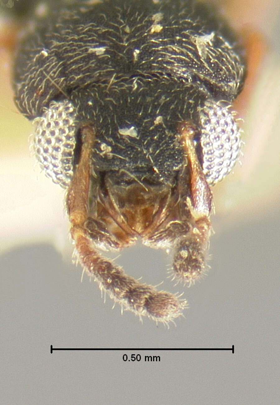 Image of Staphylinoidea