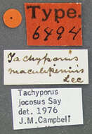 Image of Tachyporus (Tachyporus) jocosus Say 1832