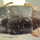 Image of Tachinomorphus grossulus (Le Conte & J. L. 1863)