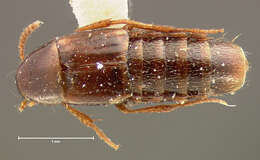 Image of Mycetoporus consors Le Conte & J. L. 1863