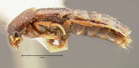 Image of Mycetoporus consors Le Conte & J. L. 1863