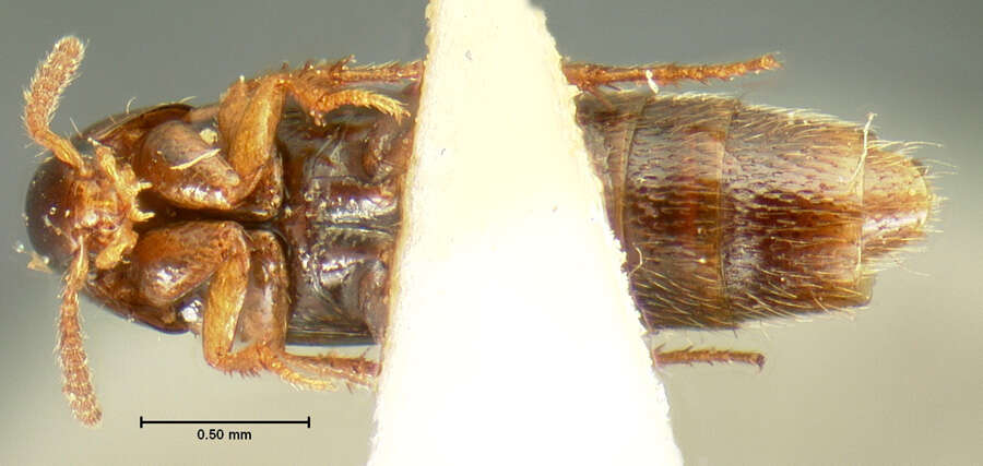 Image of Mycetoporus lucidulus Le Conte & J. L. 1863