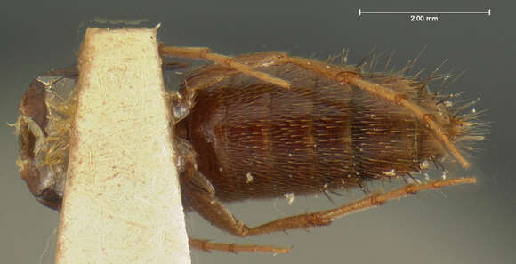 Image of Ischnosoma flavicolle (Le Conte & J. L. 1863)