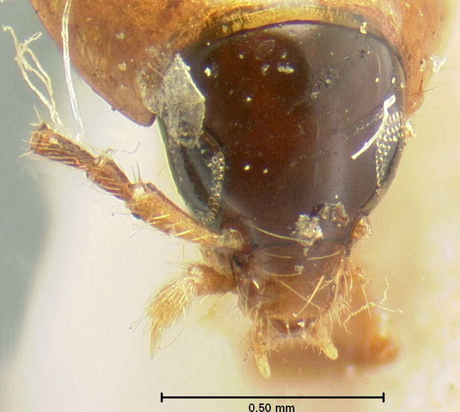 Image of Ischnosoma flavicolle (Le Conte & J. L. 1863)