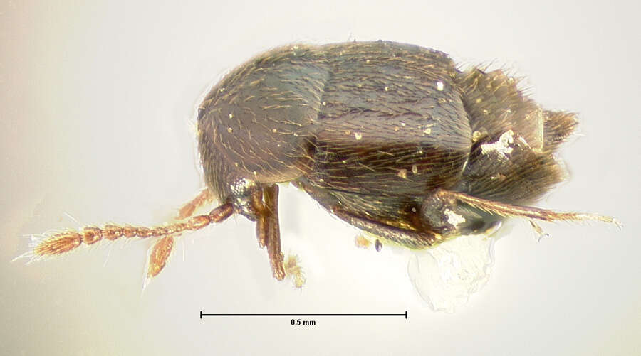 Image of Hypocyptus Gemminger & Harold 1868