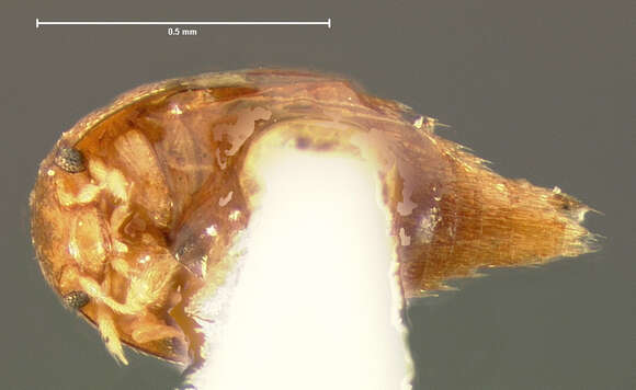 Image of Anacyptus