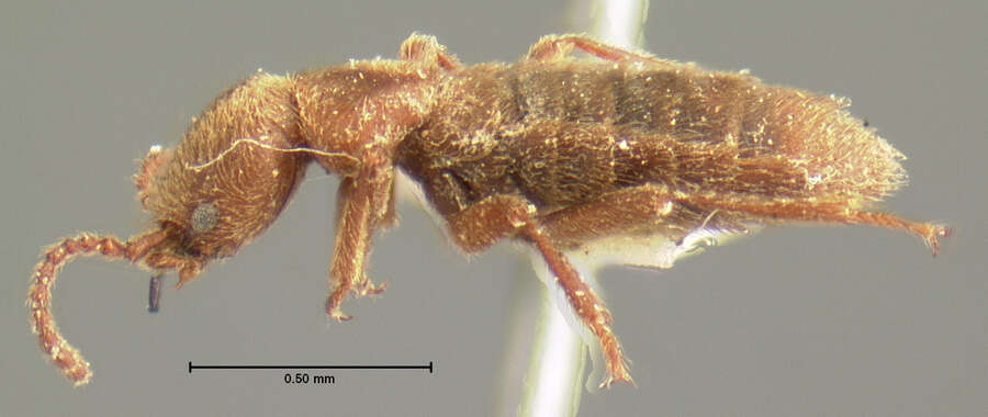 Image of Liparocephalus