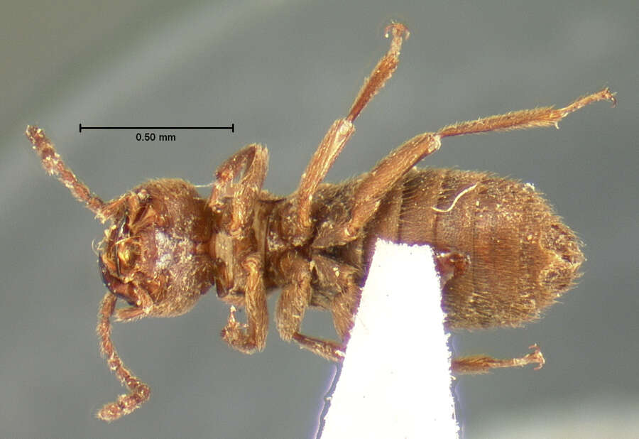 Image of Liparocephalus