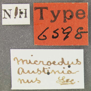 Image of Microedus