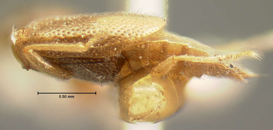 Ephelinus pallidus (Le Conte & J. L. 1863) resmi