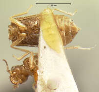 Ephelinus pallidus (Le Conte & J. L. 1863) resmi