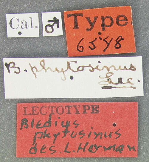 Image of Bledius phytosinus Le Conte & J. L. 1877