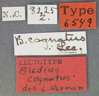 Image of Bledius cognatus Le Conte & J. L. 1877