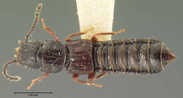 Image of Anotylus niger (Le Conte & J. L. 1877)