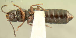 Image of Anotylus niger (Le Conte & J. L. 1877)